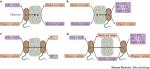 Extracellular electron transfer mechanisms between microorganisms and minerals