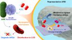 Oxygen vacancy-dependent synergistic disinfection of antibiotic-resistant bacteria by BiOBr nanoflower induced H2O2 activation