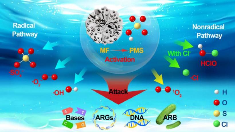 Efficient peroxymonosulfate activation by magnetic MoS2@Fe3O4 for rapid degradation of free DNA bases and antibiotic resistance