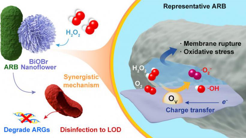 Oxygen vacancy-dependent synergistic disinfection of antibiotic-resistant bacteria by BiOBr nanoflower induced H2O2 activation