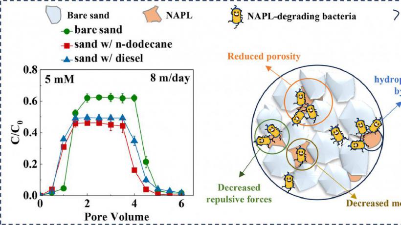 Effects of Mono- and Multicomponent Nonaqueous-Phase Liquid on the Migration and Retention of Pollutant-degrading Bacteria in Porous Media