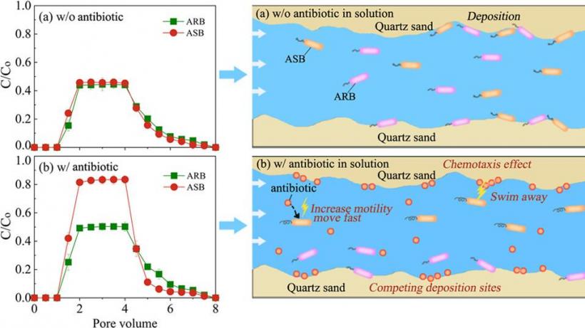 Effects of Antibiotic Resistance Genes and Antibiotics on the Transport and Deposition Behaviors of Bacteria in Porous Media