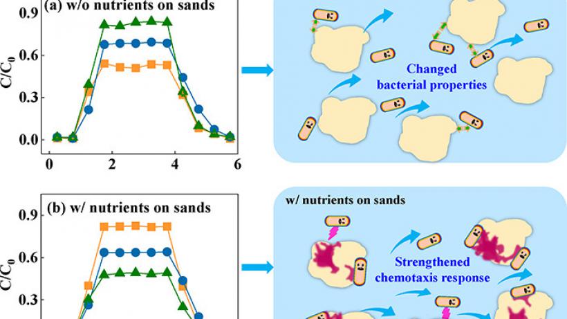 Starvation Process Would Induce Different Bacterial Mobilities and Attachment Performances in Porous Media without and with Nutrients on Surfaces