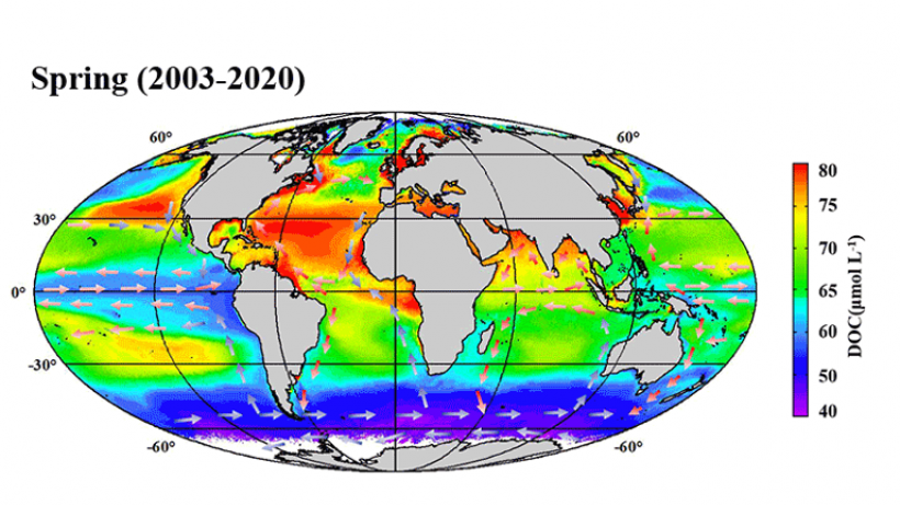 Global ocean surface DOC distribution